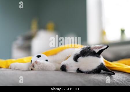 Un piccolo cucciolo di cane bianco razza Husky siberiano con gli occhi blu bella dormire su tappeto grigio. Fotografia di cani e animali domestici Foto Stock