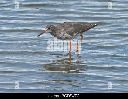 A Common Redshank presso la riserva naturale Leighton Moss di RSPB, Silverdale, Lancashire, Regno Unito Foto Stock