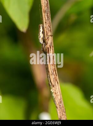 Ragno di tessitore orb, Chipping, Preston, Lancashire, UK Foto Stock
