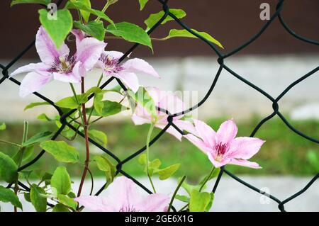 Fiori rosa clematis in giardino Foto Stock