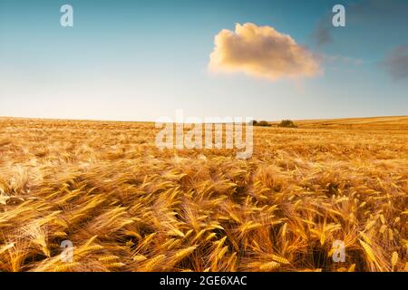 Campo di grano dorato maturo contro lo sfondo del cielo di tramonto arancione. Fotografia di paesaggio Foto Stock