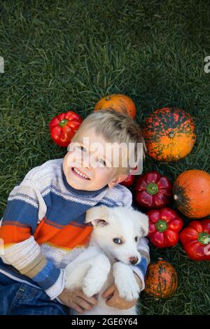 carino ragazzo di 4 anni e un piccolo cucciolo bianco giace sull'erba. Nelle vicinanze ci sono molte zucche d'arancia e peperoni dolci. Amicizia di bambino e anim Foto Stock