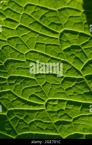 Primo piano sullo sfondo. Foglia verde nella retroilluminazione con striature e buchi mangiati dagli insetti. La foglia di rafano ha molte proprietà utili ed è usata Foto Stock