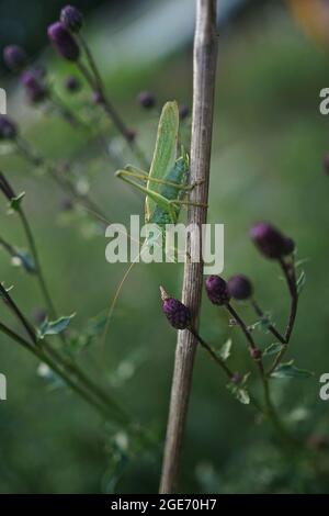 Primo piano di canti maschio Tettigonia viriridissima, il grande bush-cricket verde seduto su un cardo maledetto, Arvense Cirsium. Foto Stock