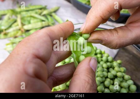 Donna mani sbucciate piselli da guscio Foto Stock