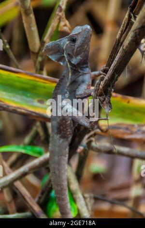 Basilisco marrone Basiliscus vittatus nel Parco Nazionale di Tortuguero, Costa Rica Foto Stock