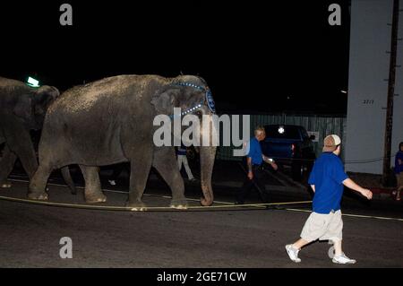 Ringling Bros. Ed elefanti Barnum & Bailey camminano verso il luogo dello spettacolo dopo essere scesi dal treno a San Diego, California Foto Stock