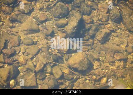 Bambini di pesce di farel in acque poco profonde Foto Stock