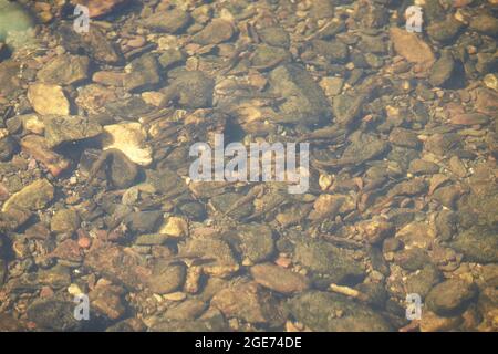 Bambini di pesce di farel in acque poco profonde Foto Stock