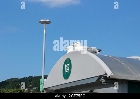 Due gabbiani seduti su un carrello per lo shopping deposito tetto miniera testa Somerset morrisons uk Foto Stock