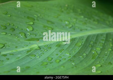 Una foglia con gocce d'acqua. Foto Stock