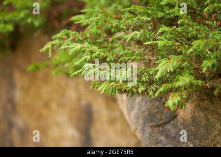 Cedro giapponese globosa Nana - nome latino - Cryptomeria japonica globosa Nana su roccia. Foto Stock