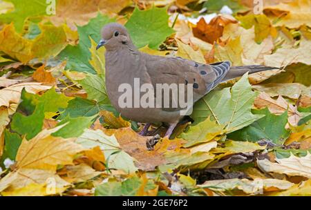 Mourning dove (Zenaida macroura) sul fondo della foresta, autunno, e USA, di Skip Moody/Dembinsky Photo Assoc Foto Stock