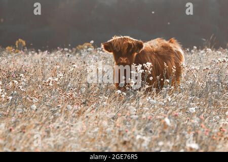 Giovane mucca montana in un prato di fiori selvatici all'alba del mattino Foto Stock