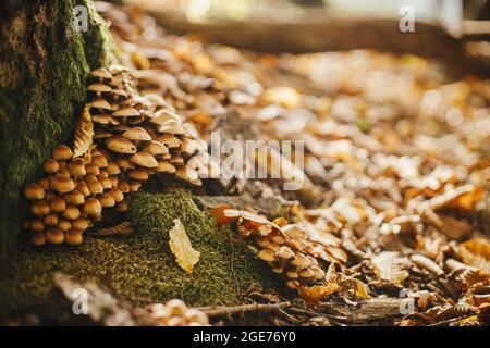 Molti funghi che crescono su vecchio albero di muschio in soleggiati boschi autunnali. Comune stump brittlestem. Funghi che crescono in boschi di autunno. Psatirella piluliformis divertimento Foto Stock