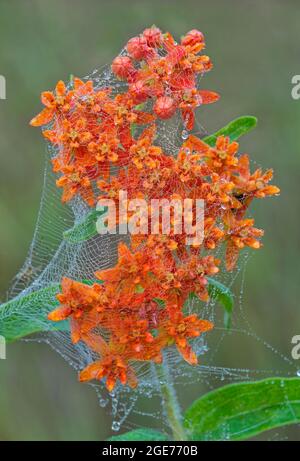 Farfalla Milkweed (Asclepias tuberosa) in fiore coperto di dewy spiderweb, e USA, di Skip Moody/Dembinsky Photo Assoc Foto Stock