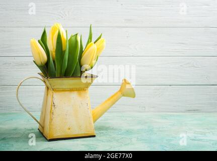 Tulipani primaverili in lattina di innaffiatura gialla su fondo di cemento blu. Copiare spazio per il testo Foto Stock