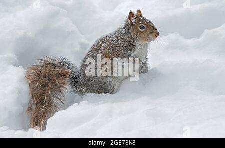 Scoiattolo grigio (Sciurus carolinensis) in inverno, caccia al cibo, e USA, di Skip Moody/Dembinsky Photo Assoc Foto Stock