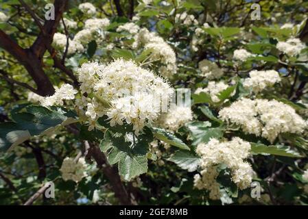 Sorbus, Mehlbeeren, Sorbus borbasii, Borbás-berkenye, Ungheria, Magyarország, Europa Foto Stock