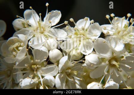 Sorbus, Mehlbeeren, Sorbus borbasii, Borbás-berkenye, Ungheria, Magyarország, Europa Foto Stock