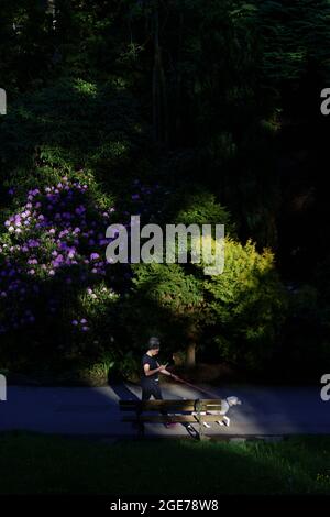 Una donna cammina il suo cane grigio-e-bianco attraverso Valley Gardens, un viale pubblico con piante verdi e rododendri rosa, Harrogate, Regno Unito. Foto Stock