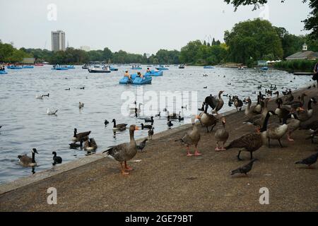 Anatre lungo il lago Serpentine a Hyde Park, Londra, Inghilterra, U.K. Foto Stock