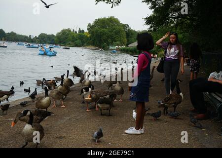 Anatre lungo il lago Serpentine a Hyde Park, Londra, Inghilterra, U.K. Foto Stock