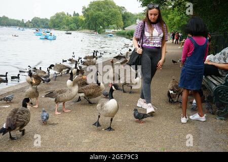 Anatre lungo il lago Serpentine a Hyde Park, Londra, Inghilterra, U.K. Foto Stock