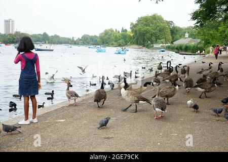 Anatre lungo il lago Serpentine a Hyde Park, Londra, Inghilterra, U.K. Foto Stock