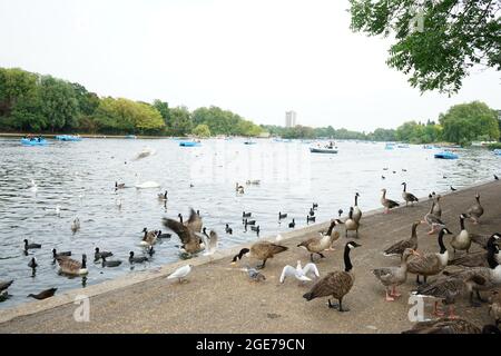 Anatre lungo il lago Serpentine a Hyde Park, Londra, Inghilterra, U.K. Foto Stock