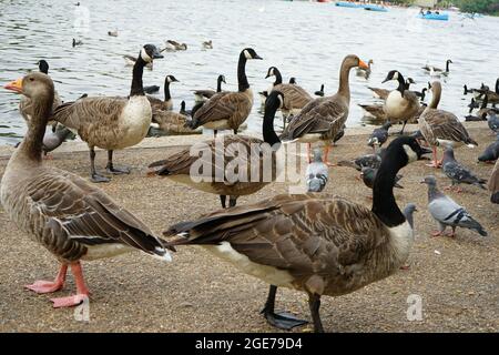 Anatre lungo il lago Serpentine a Hyde Park, Londra, Inghilterra, U.K. Foto Stock