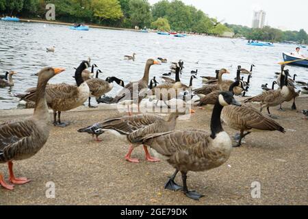 Anatre lungo il lago Serpentine a Hyde Park, Londra, Inghilterra, U.K. Foto Stock