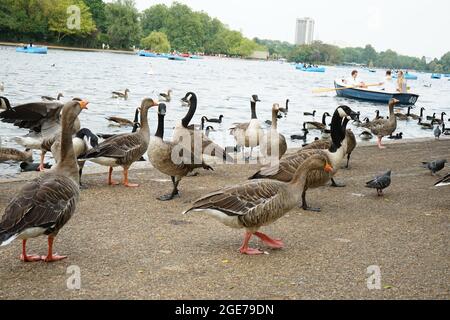 Anatre lungo il lago Serpentine a Hyde Park, Londra, Inghilterra, U.K. Foto Stock