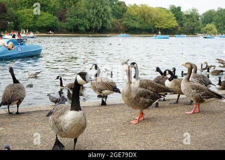 Anatre lungo il lago Serpentine a Hyde Park, Londra, Inghilterra, U.K. Foto Stock