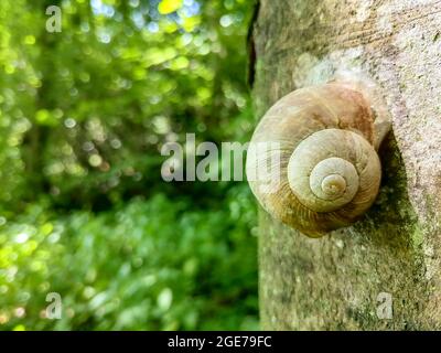 Conchiglia di lumaca su un albero nella foresta, in estate, primo piano. Foto Stock