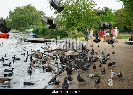 Anatre lungo il lago Serpentine a Hyde Park, Londra, Inghilterra, U.K. Foto Stock