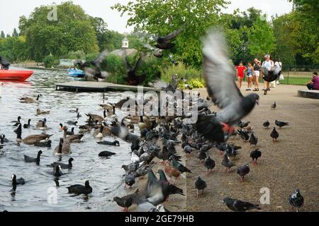 Anatre lungo il lago Serpentine a Hyde Park, Londra, Inghilterra, U.K. Foto Stock