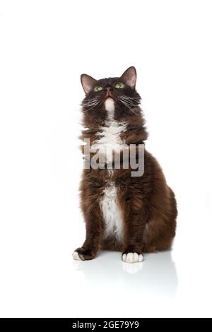 Gatto LaPerm bianco al cioccolato con pelliccia riccia lunga riccia che guarda in alto curiosamente isolato su sfondo bianco Foto Stock
