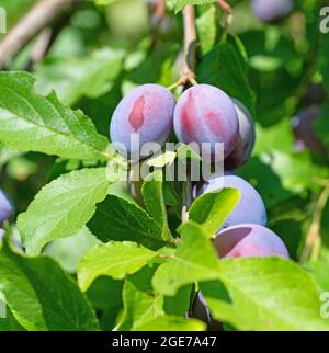 Casa matura prugne, Prunus domestica, sull'albero Foto Stock