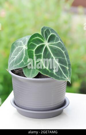 Anthurium clarinervium, Anthurium cristallinum o Anthurium ibrido o Anthurium magnificum Linden Foto Stock