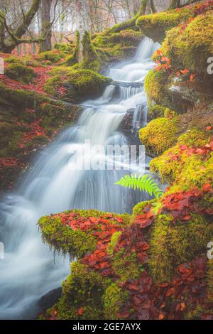 Una vivace e colorata cascata autunnale con lussureggianti verdi mossi e colori autunnali agli Birks of Aberfeldy a Perth e Kinross, Scozia. Foto Stock