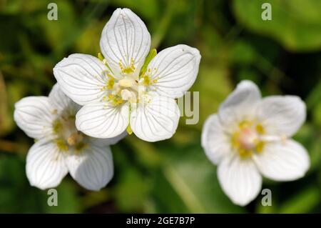 Erba palude di Parnaso, erba settentrionale di Parnaso, Sumpf-Herzblatt, Studentenröschen, Parnassia palustris, fehérmájvirág, Europa Foto Stock