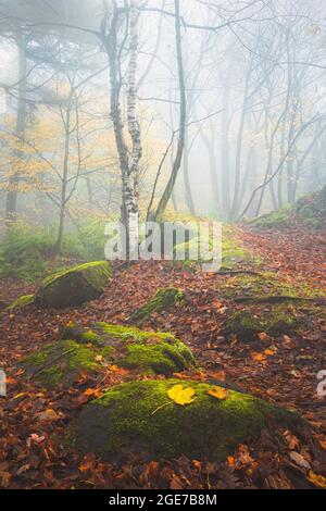 Foresta piovosa e bagnata in un bosco d'autunno mistoso, foggoso e suggestivo a Costorphine Hill a Edimburgo, Scozia. Foto Stock