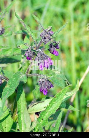 comfrey, boneset, knitbone, consound, Echter Beinwell, Symphytum officinale, fekete nadálytő, Ungheria, Magyarország, Europa Foto Stock