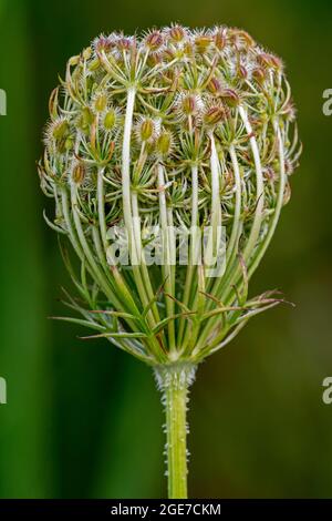 Carote selvatiche / nido d'uccello / pizzo del vescovo / pizzo della regina Anna (carota di Daucus) grappolo di frutta contenente frutti ovali con spine agganciate in estate Foto Stock
