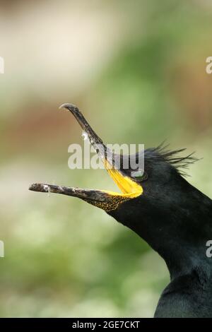 Closeup ritratto dello shag europeo, shag comune, aristotelis Phalacrocorax con becco aperto Foto Stock