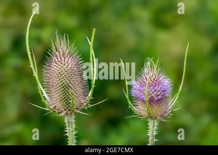Teasel selvatico / teasel di Fuller (Dipsacus fullonum / Dipsacus sylvestris) fiori e teste in estate Foto Stock