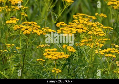 Tansy comune / pulsanti amari / mucca amara / pulsanti dorati (Tanacetum vulgare / Chrysanthemum vulgare) in fiore in estate Foto Stock