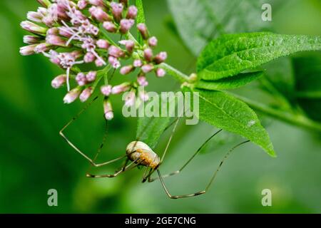 Harvestman / Daddy longleg specie Opilio canestrinii / Phalangium canestrinii su foglia Foto Stock