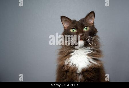 Gatto LaPerm marrone cioccolato bianco con occhi verdi e pelliccia riccia di capelli lunghi guardando la macchina fotografica su sfondo grigio Foto Stock